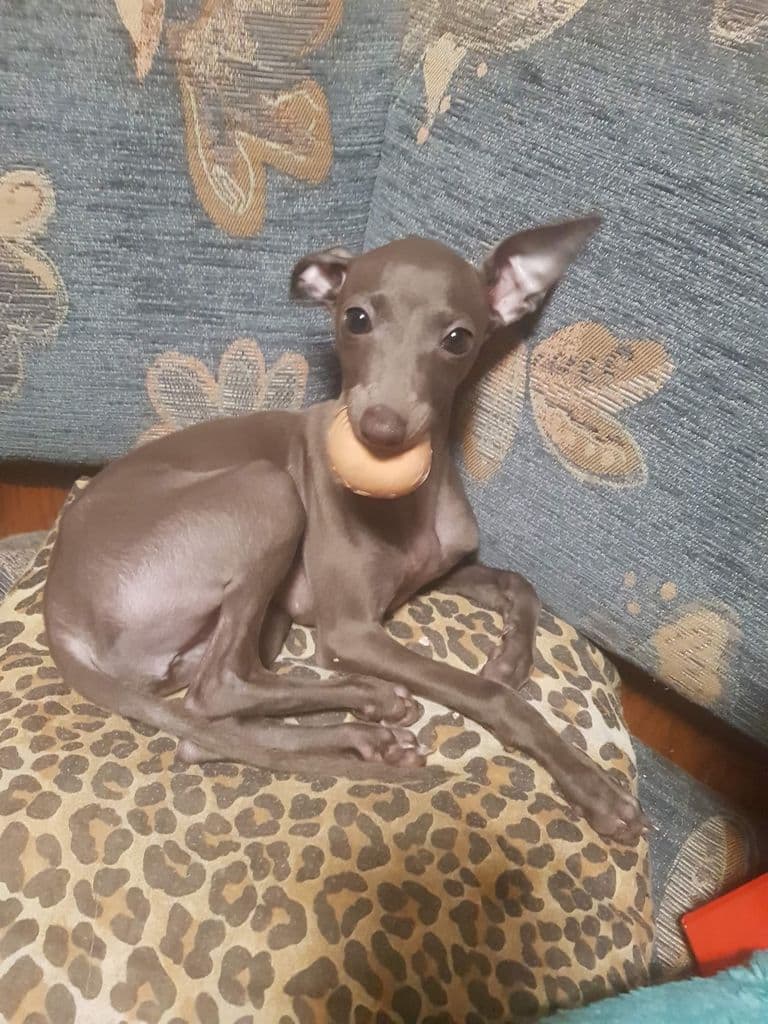 Altamiruas Dho Danedevil 1