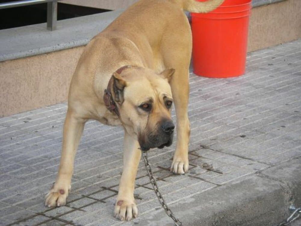 SABANDA DE PERRO DE LA TIERRA 1