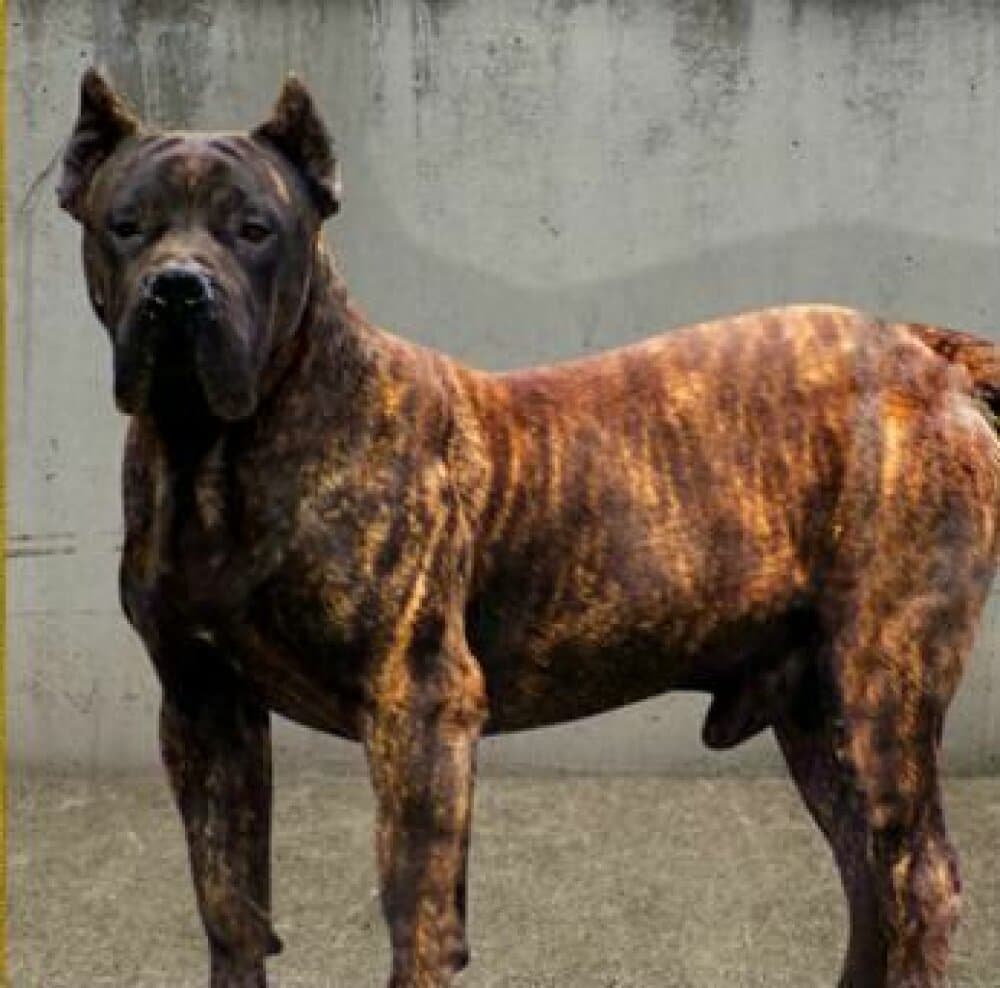 BRONCO DE BARNACAN BULL 1