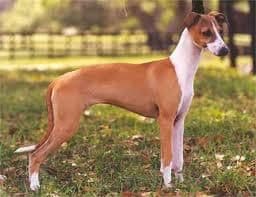 Bo-Bett's Carolina Crystal 1