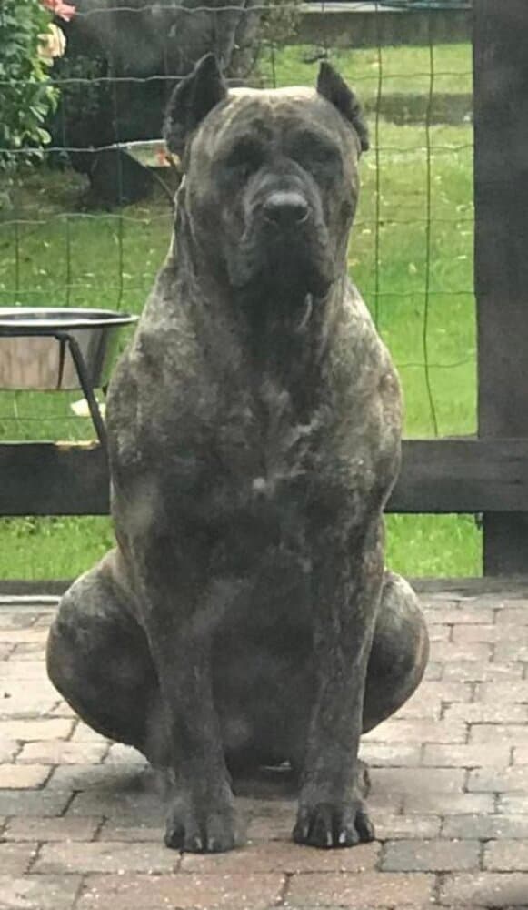 CINA COLOSSUS OF BUKULJA 1