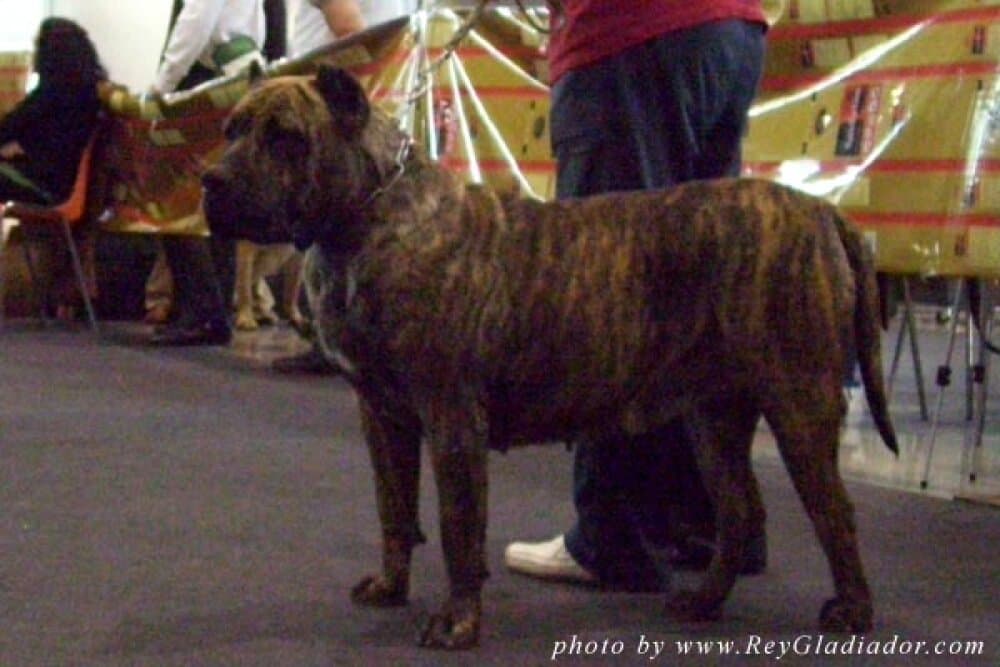 RITA DE DOG REAL 1