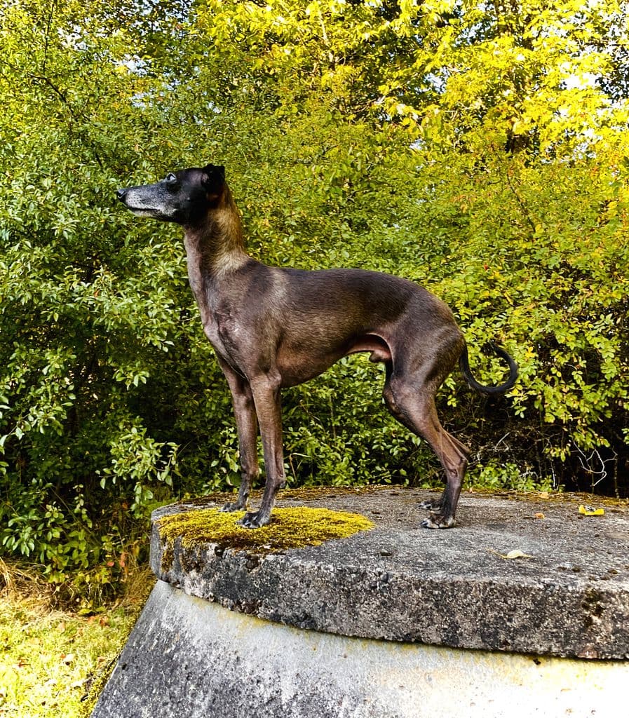Augustimåne's Jäger 1