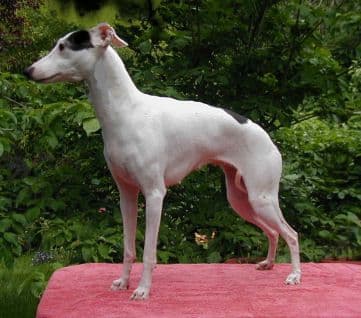 Curio Shasta 1