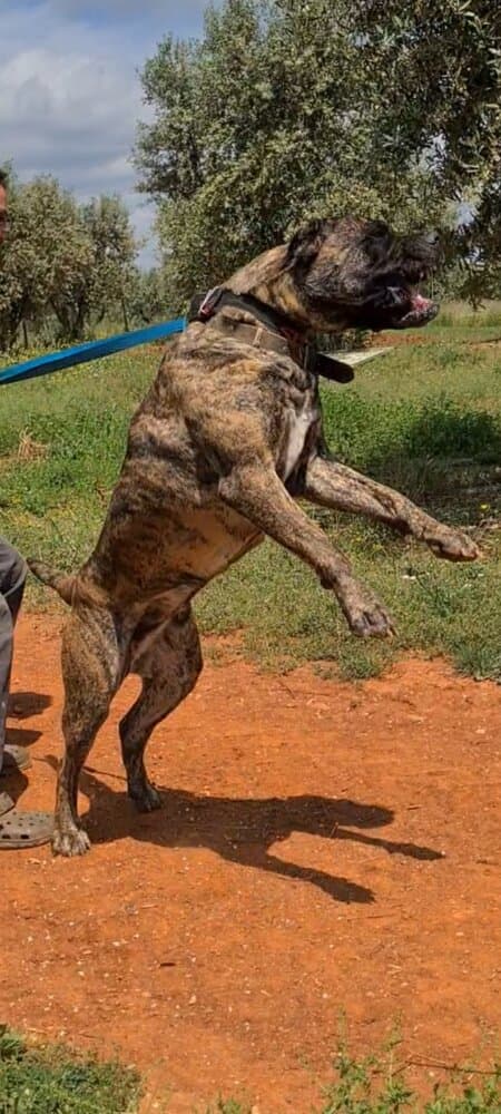 RHUMBA SWB 1