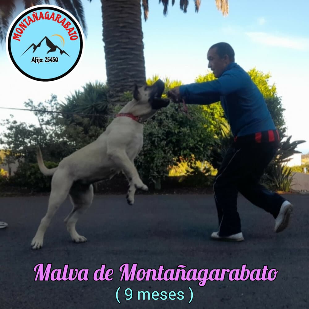 MALVA DE MONTANAGARABATO 1