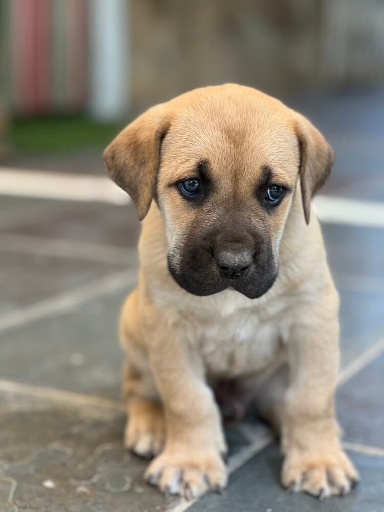 CHIMAEV DE KING ZULU 1