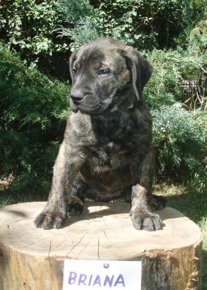 BRIANA ALFA FAMILY DOG 1