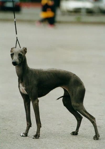 Latoja El-Grace 1
