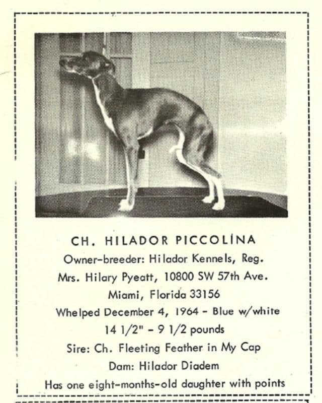 Hilador Piccolina 1