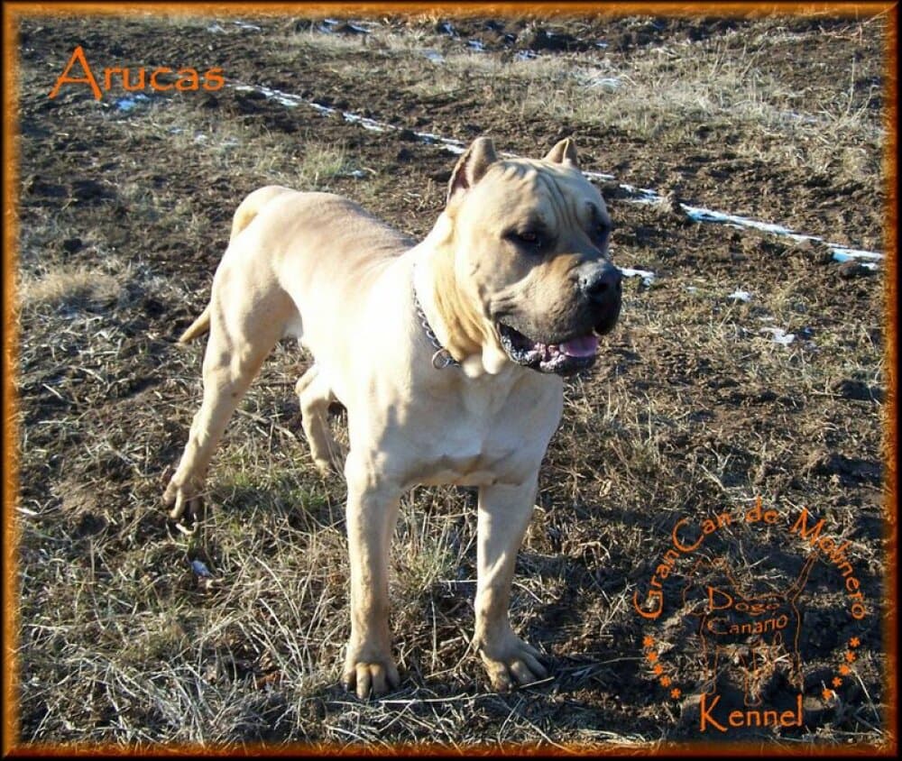 ARUCAS GRANCAN DE MOLINERO 1