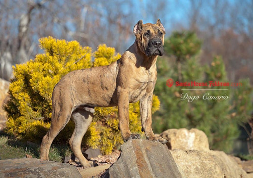 KIMBO DE CIELO DE CANARIAS 1