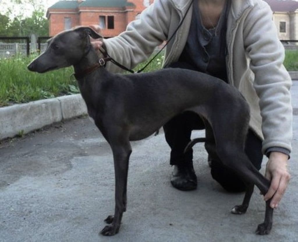 Tieris Nineviya 1