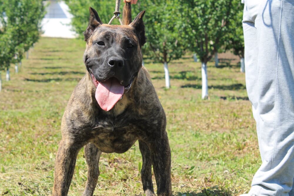 O-HERA DOG PUR 1