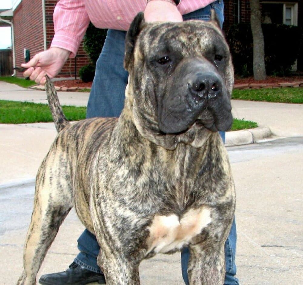 OSCAR DE LOS CARDONES 1