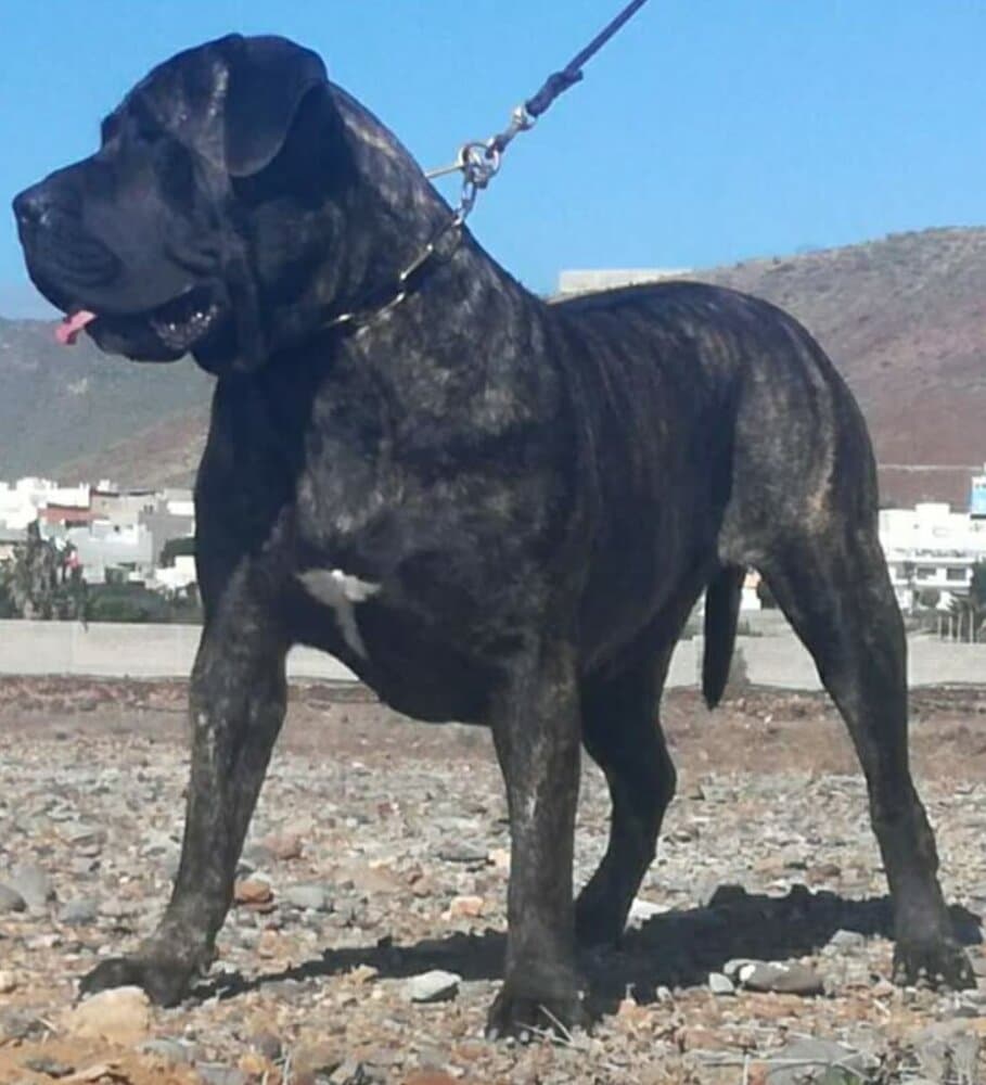 VICTORIA DE CIELO DE CANARIAS 1