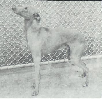 Canio Springinsfeld 1