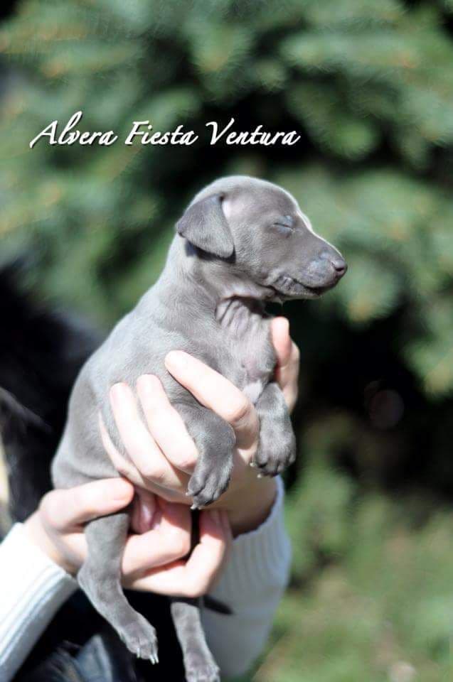 Alvera Fiesta Ventura 1