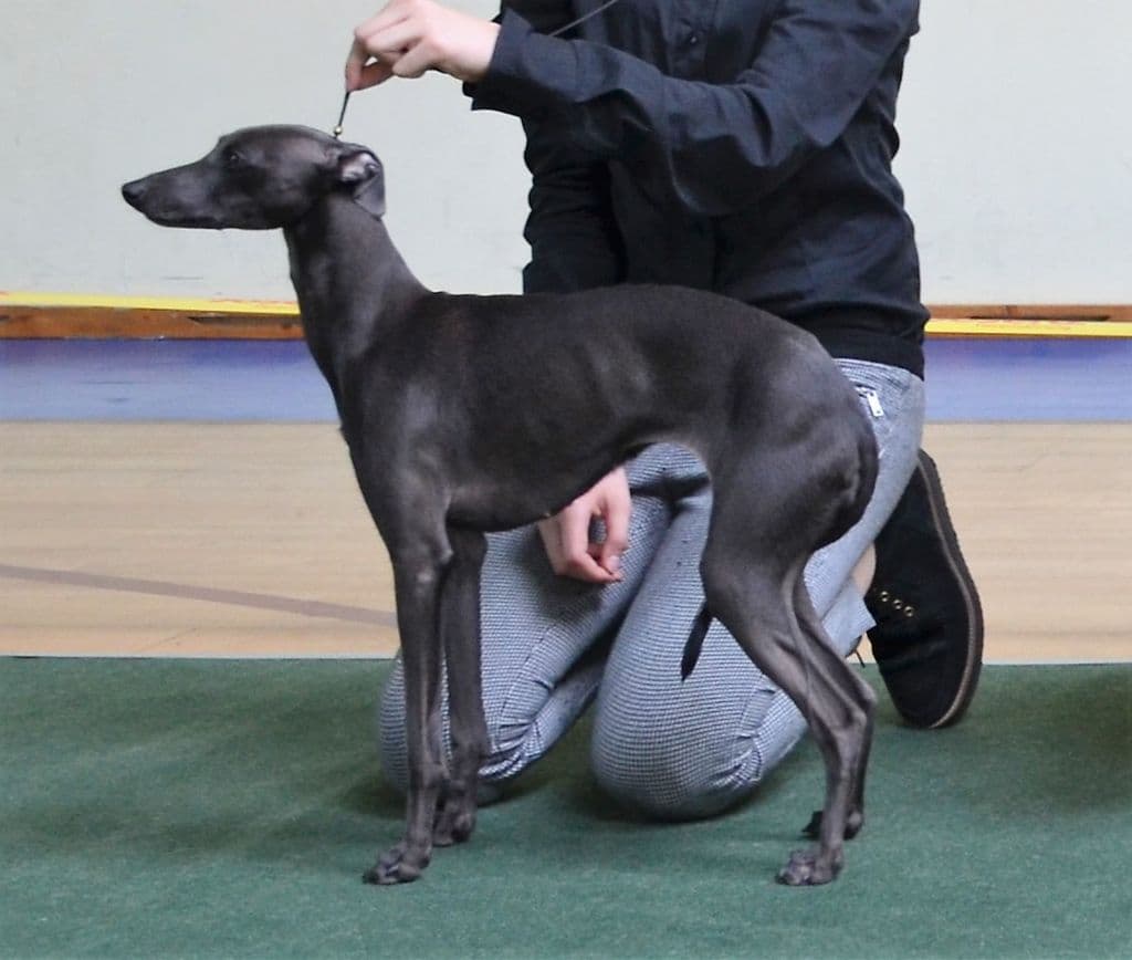 Astra Bravissimo Sweetheart 1