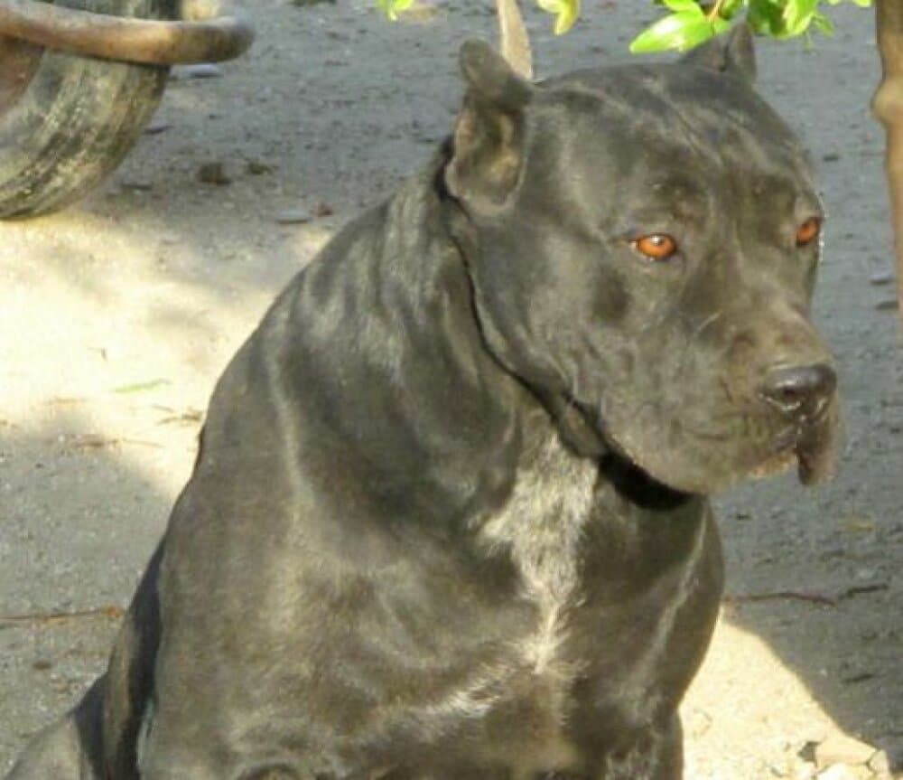 ANITA DE KING ZULU 1