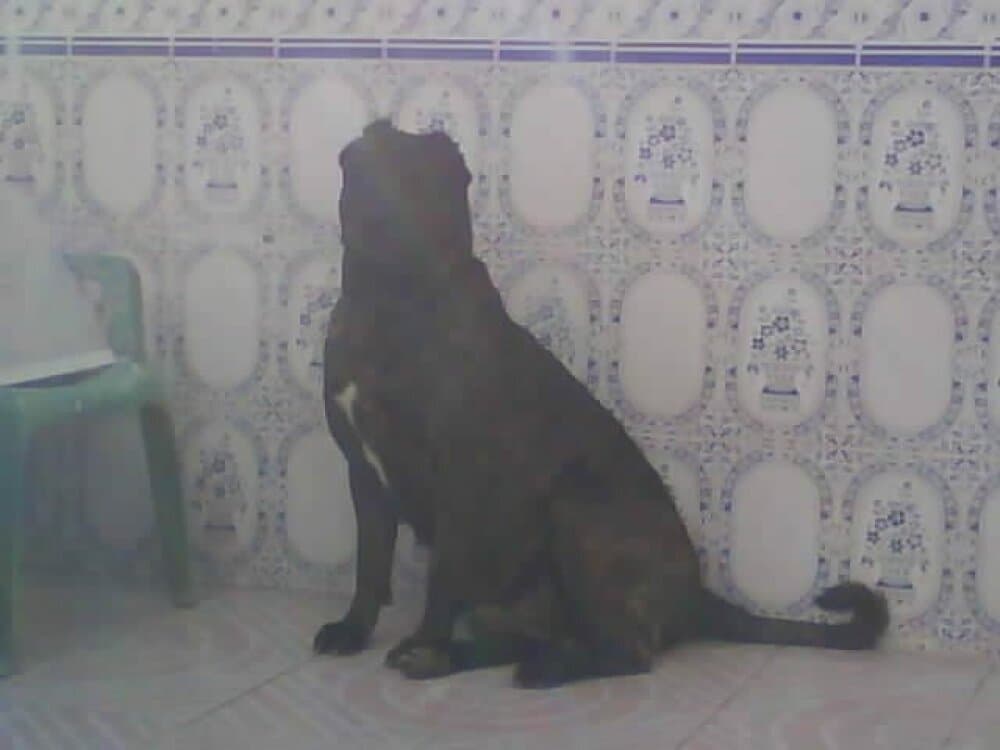 OSO I DE KING ZULU 1