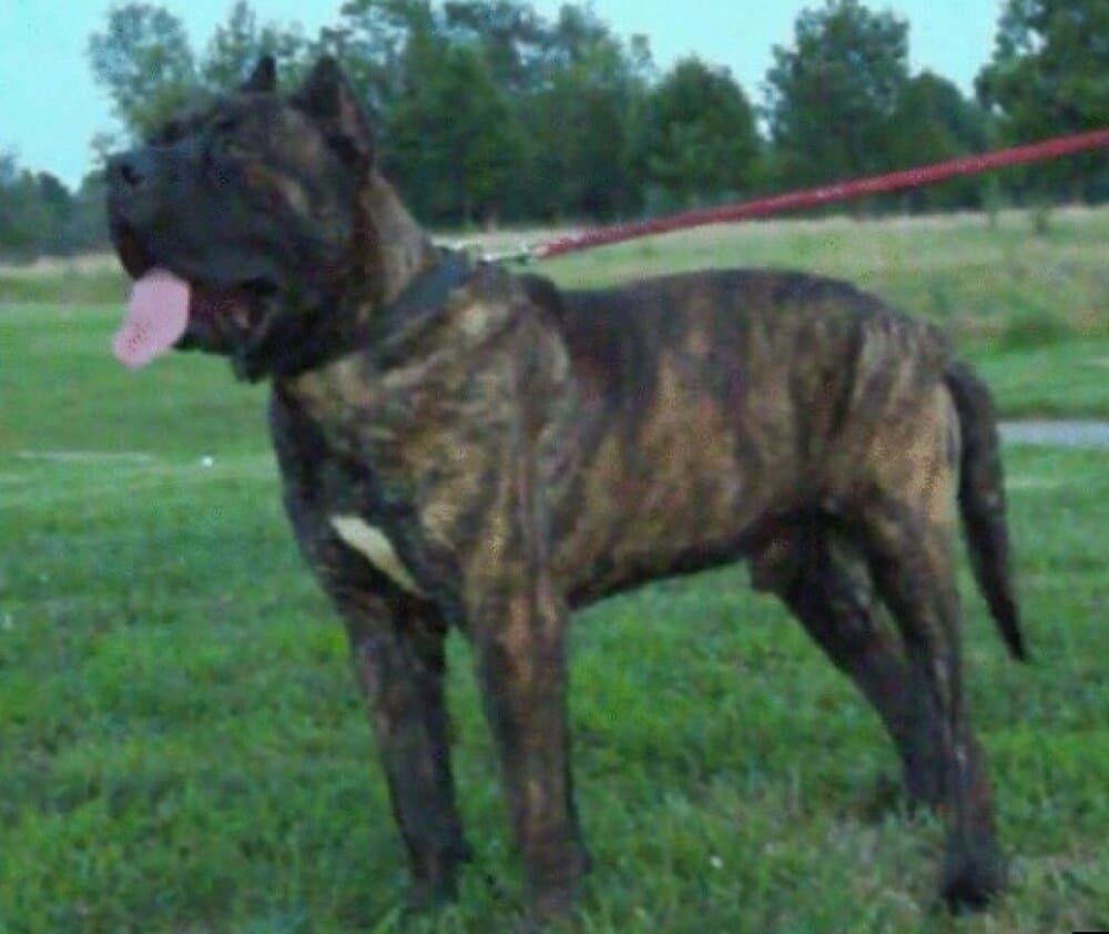 HURCULES DEL RIVER CITY (HERCULES) 1