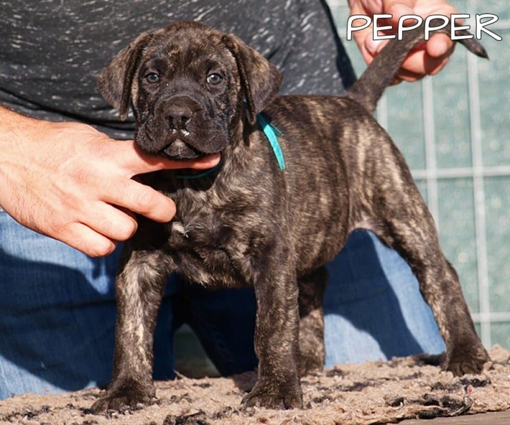 PEPPER NUESTRA SANGRE 1