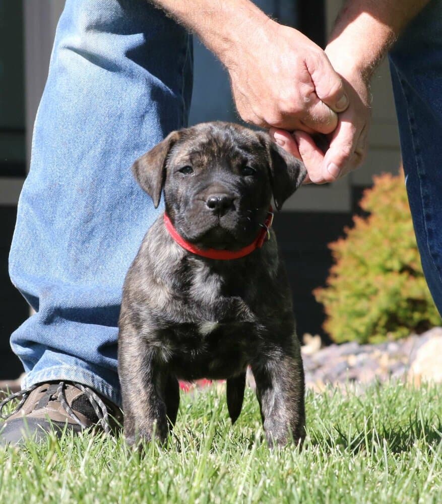 L'ALPHA MALE DE CABEZA GRANDE 1
