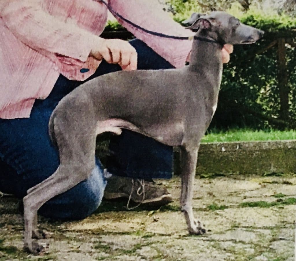 Elegantin Jalografiitti 1
