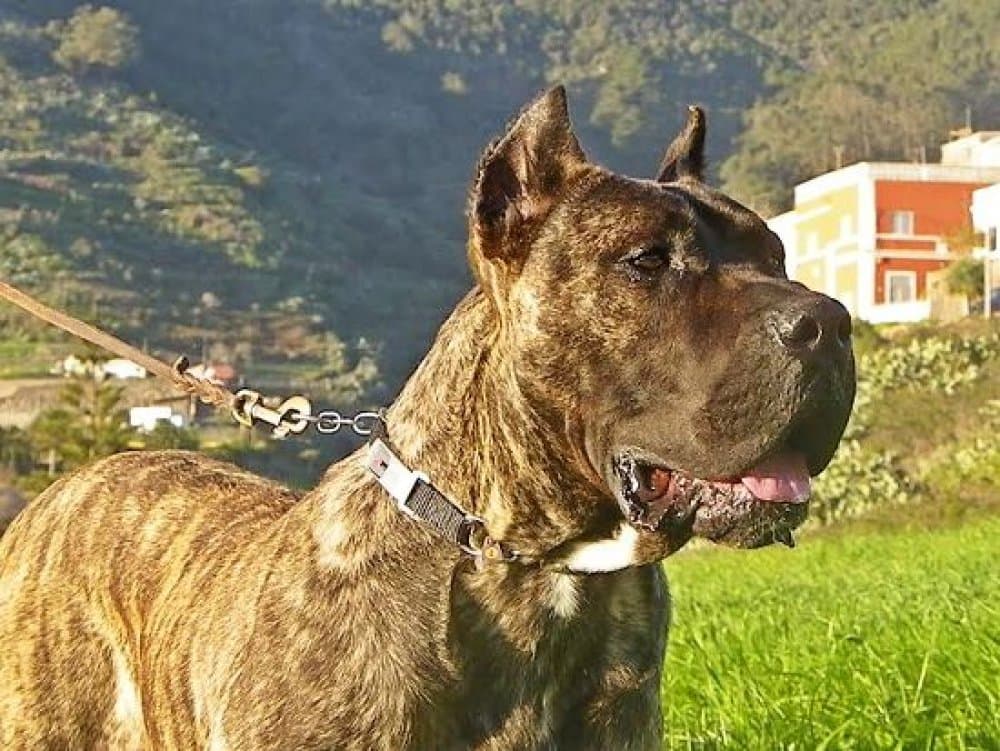 MOCAN DE TINERFA-CAN 1