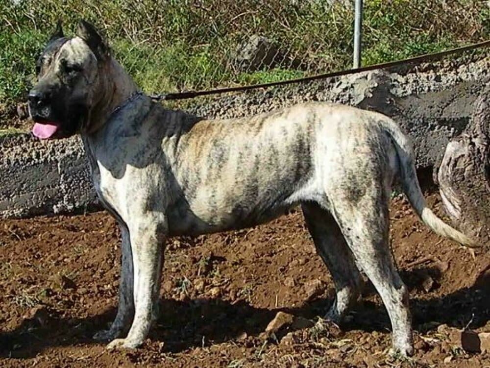 LA LOLA DE CRISDOCO 1