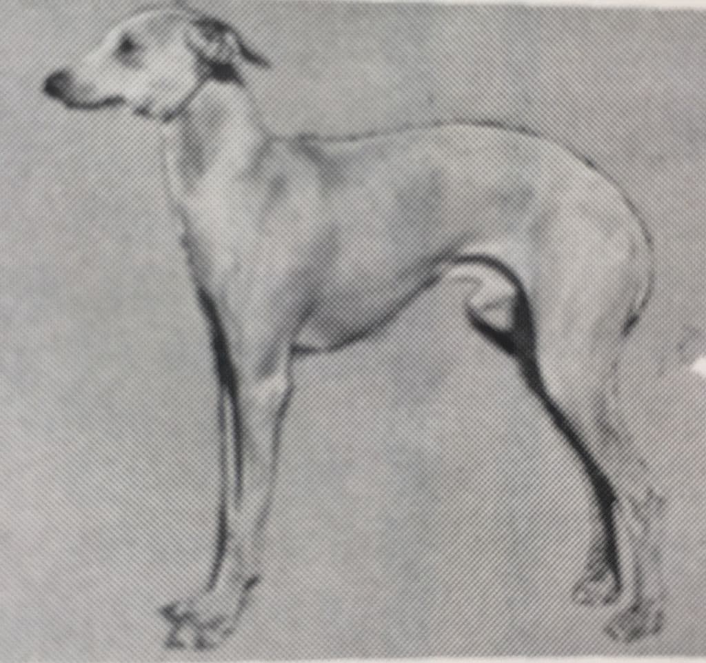 Baker's Count Luigi Vivace 1