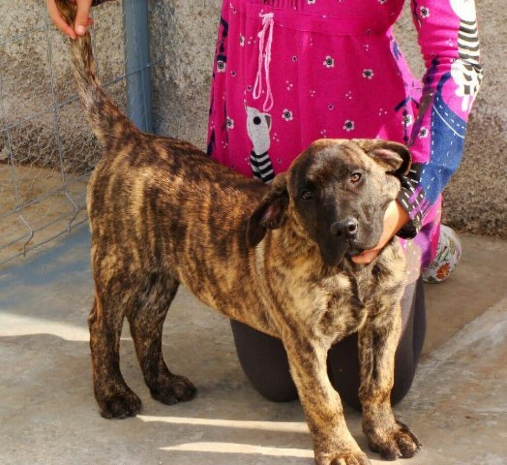 LEON DE CRISDOCO 1