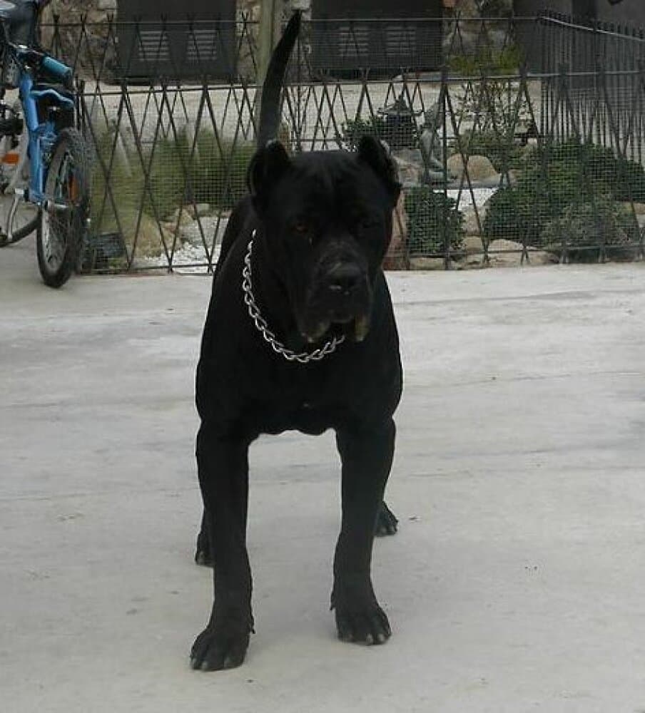 HORACIO DE KING ZULU 1