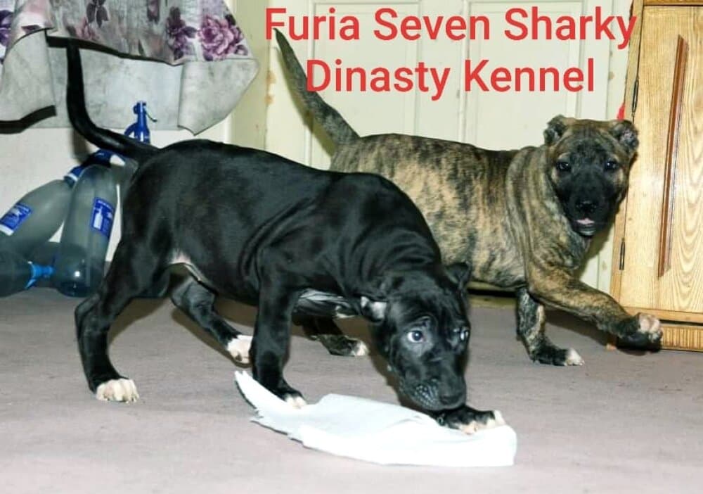 FURIA OF SEVEN SHARKY DINASTY 1