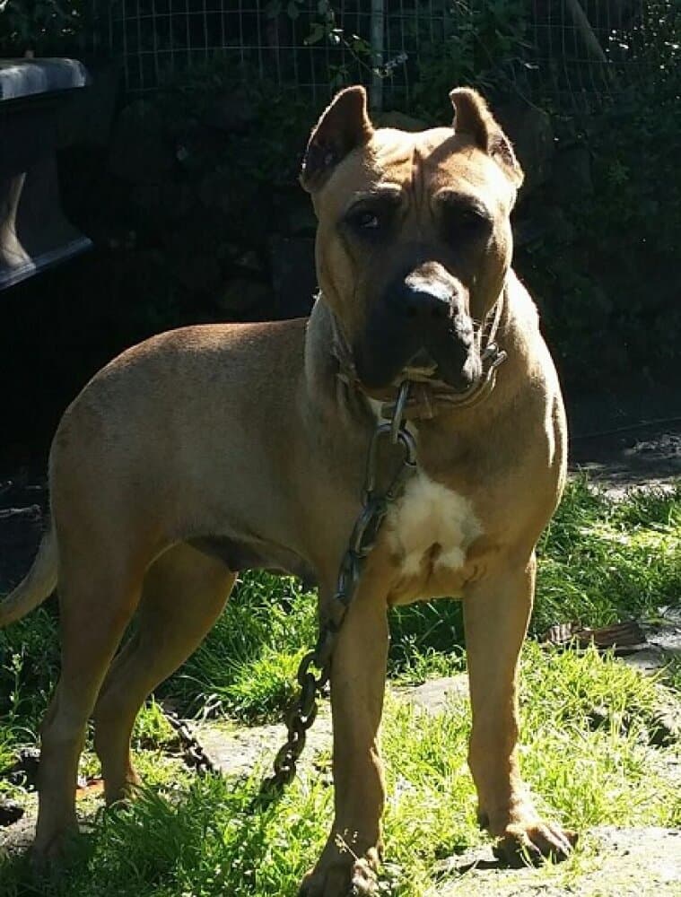 CHICA DE PERRO DE LA TIERRA 1