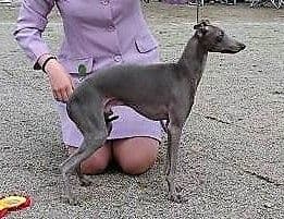 Astra Bravissimo Benjamins 1