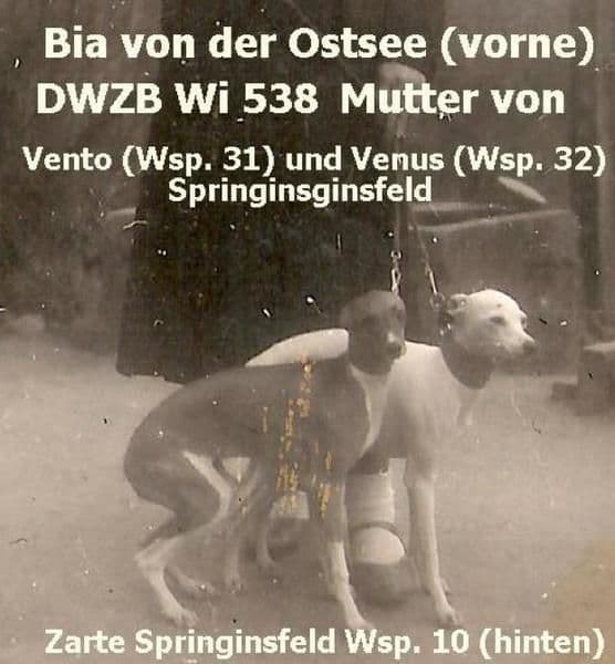Bia Von Der Ostsee 1