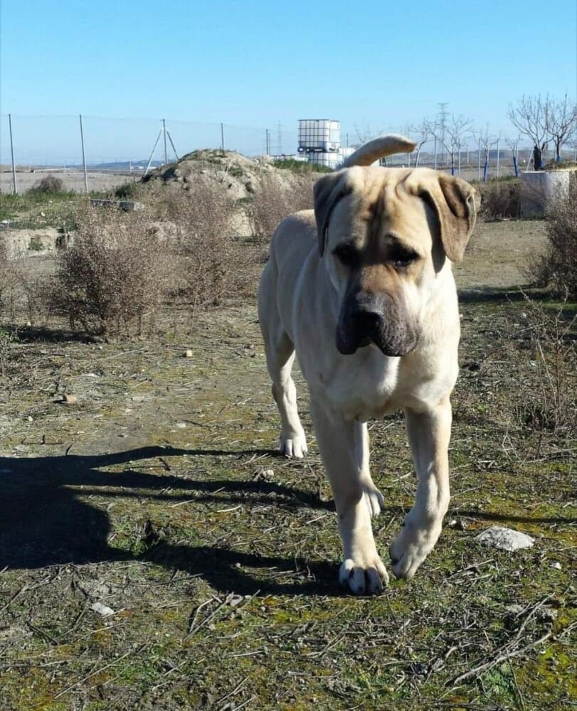 YACKY DE KING ZULU 1