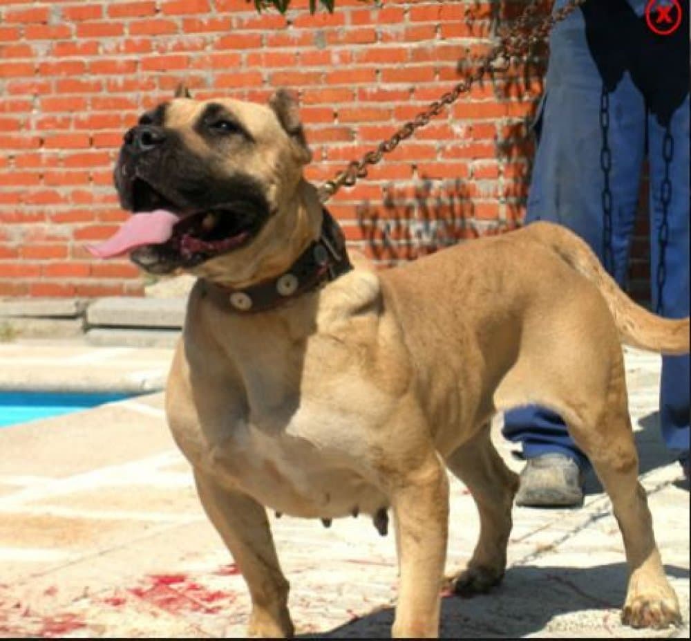 ABRIL DE KING ZULU 1
