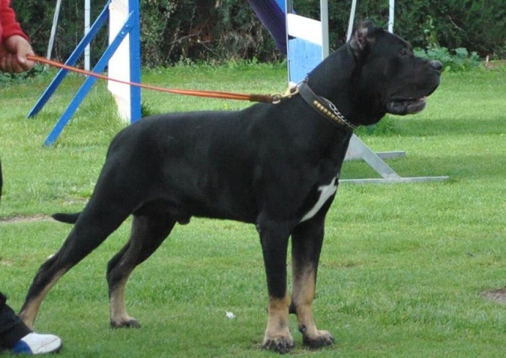 HANIBAL DE KING ZULU 1