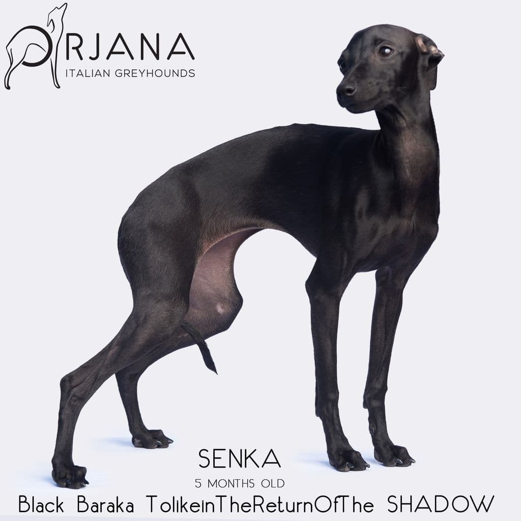 Black Baraka Tolkienthereturnofthe Shadow 1