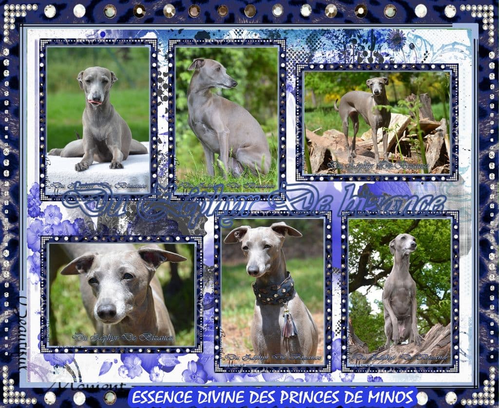 Essence Divine Des Princes De Minos 1