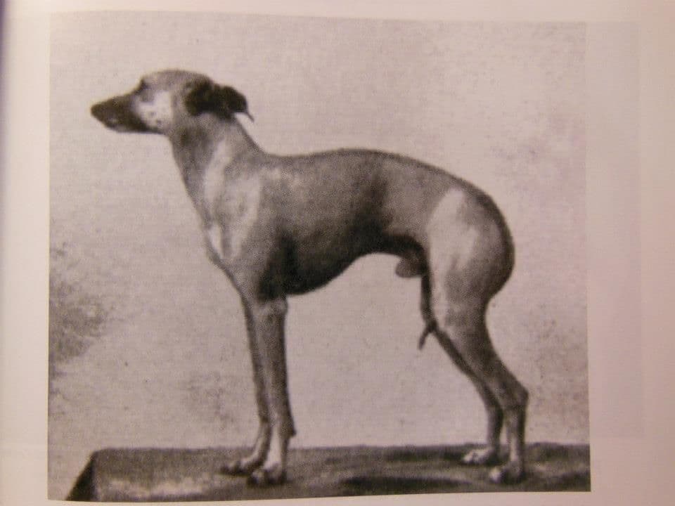 Dudolino Of Velletri 1