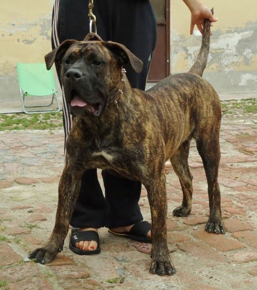 KIRA I DE CASA DEL PRESA 1