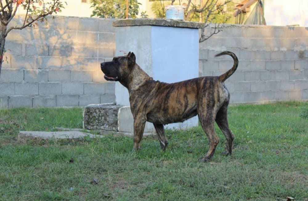 ABHIRATI TIRKE BULL 1