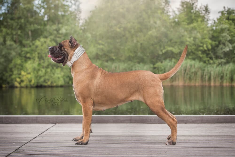 BOSS BULL CANARIO HONEY 1