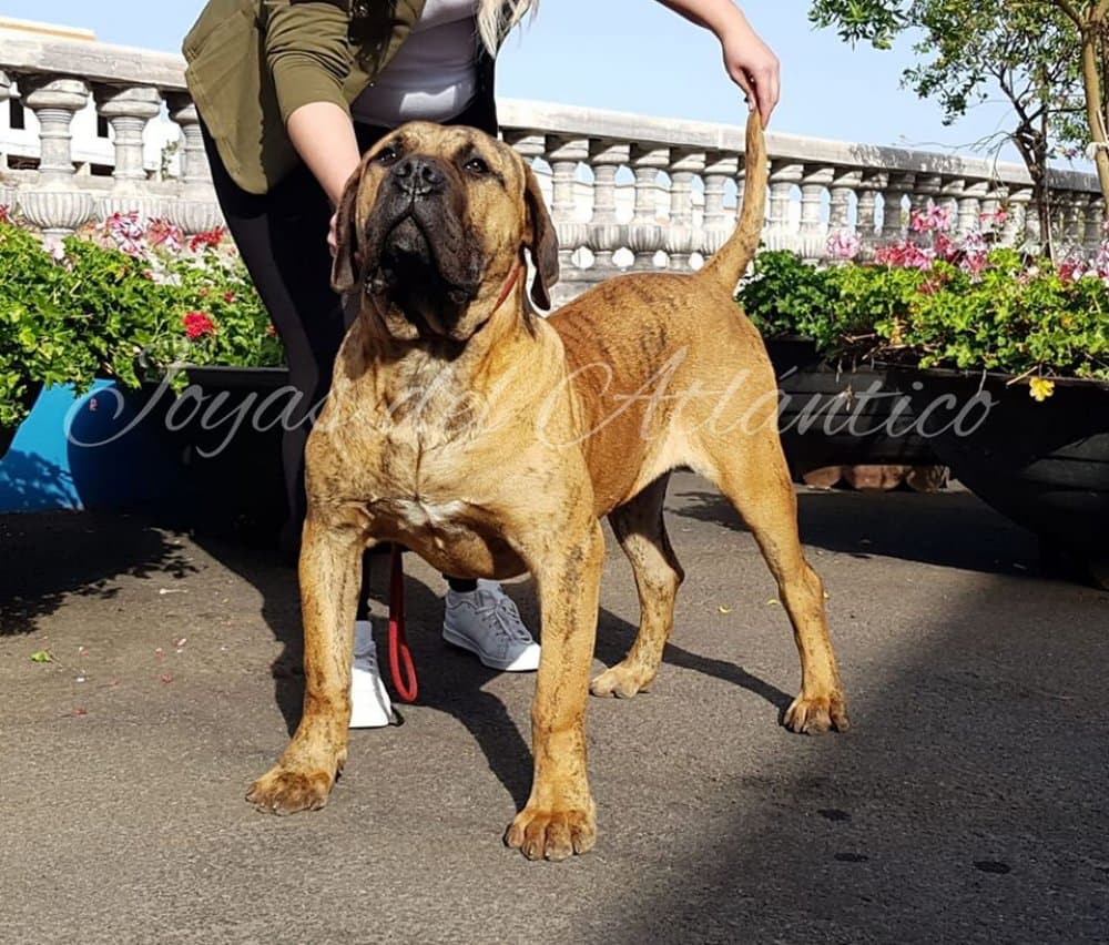 RAGNAR DE LAS JOYAS DEL ATLANTICO 1