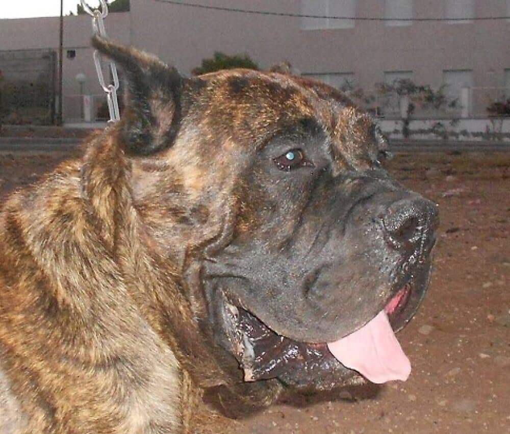 COLOSO DEL XAGOTERO 1