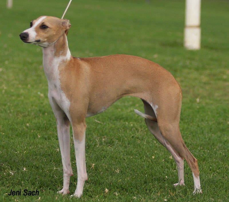 Tunamara Good As Gold 1